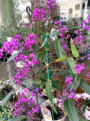 blog.florista-asaki