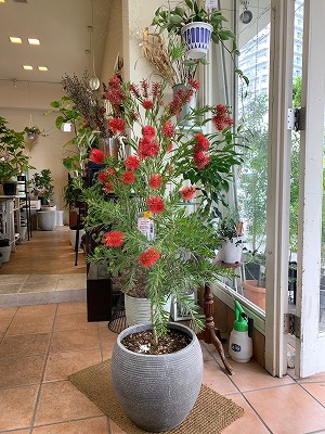 ブラシの木（カリステモン／ドーソンリバー）鉢植え | blog.florista-asaki