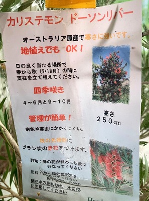 ブラシの木(カリステモン/ドーソンリバー)鉢植え | blog ブラシの木(カリステモン/ドーソンリバー)鉢植え | blog