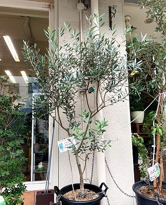 オリーブの鉢植ミッション 園芸ネット本店｜オリーブ：創樹さんのオリーブ ミッション 6号鉢植え