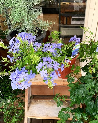 プルンバーゴ・ルリマツリ鉢植えにブルーの花が！！ | blog.florista-asaki