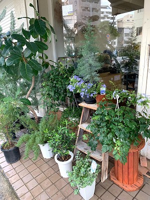 プルンバーゴ・ルリマツリ鉢植えにブルーの花が！！ | blog.florista-asaki