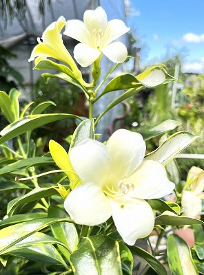 レア観葉、ファグラエア ハワイのレイの花が咲く木です？！ | blog