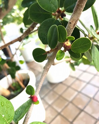パンダガジュマル10号鉢 赤い実がついて？！ | blog.florista-asaki