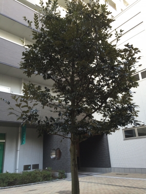ツブラジイ