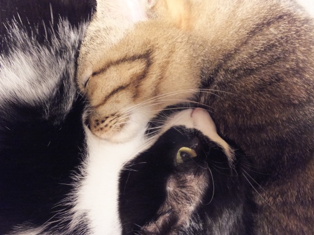 DSCF0521.jpg