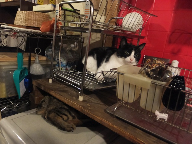 DSCF0409.jpg