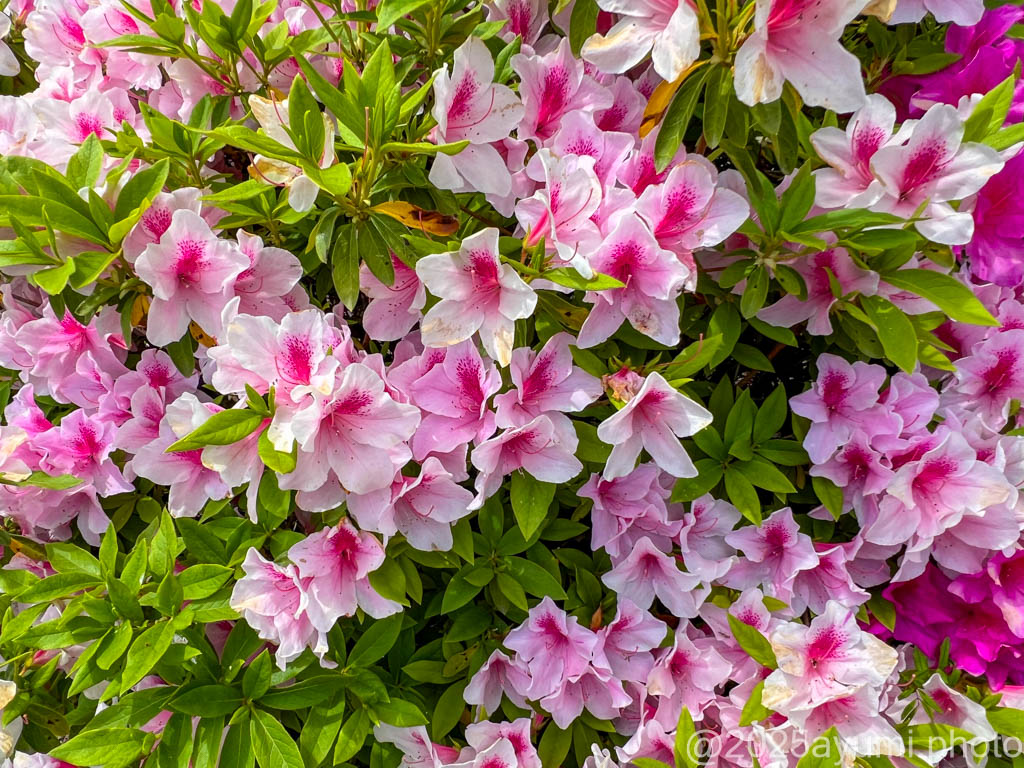 RYAN250 花鳥風月 期間限定値下げ！出品No18 Ryan250ライアン花鳥風月カラー