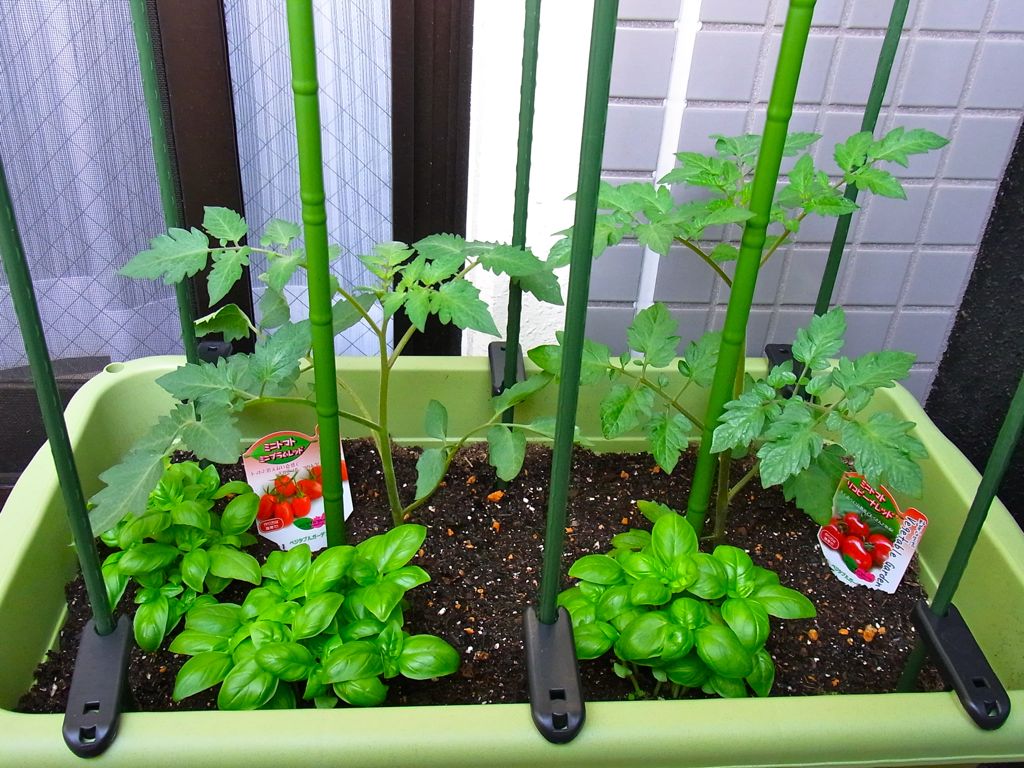 初心者のベランダ菜園 ミニトマトとハーブからはじめる こもこも菜園