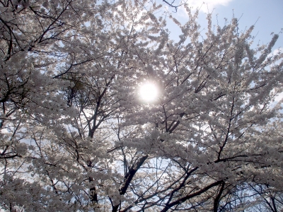 桜