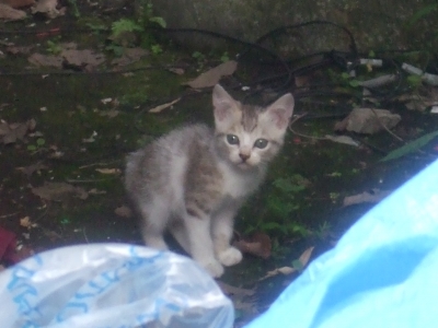 子猫