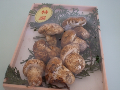 松茸
