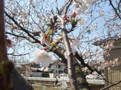 ただいま三分咲き