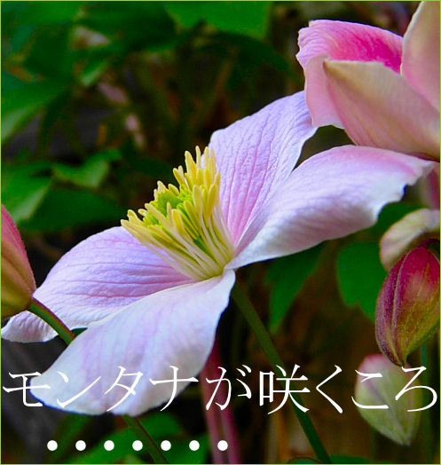 ¥â¥ó¥¿¥Ê