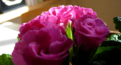 ¥¸¥å¥ê¥¢¥ó¤Ç½Õ¤ò¸Æ¤Ö