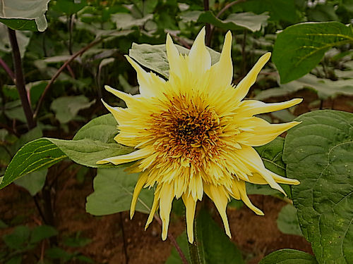 0708-5.jpg