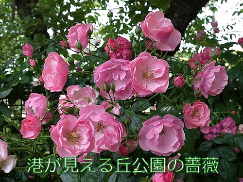 0529-1.jpg