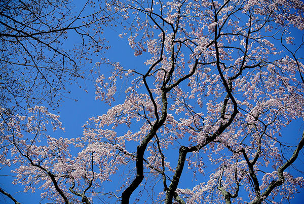 2013.04.15-5.jpg