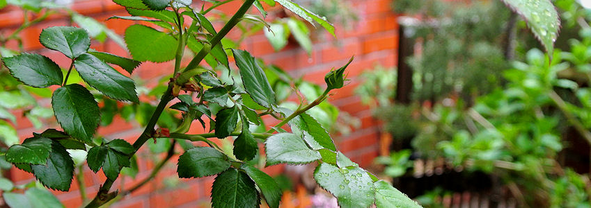 2013.05.11-3.jpg