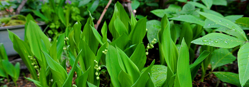 2013.05.11-8.jpg