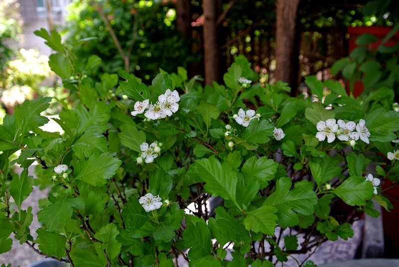 サンザシの白い花咲く ｉｖｙおじさんのｉｖｙ的生活