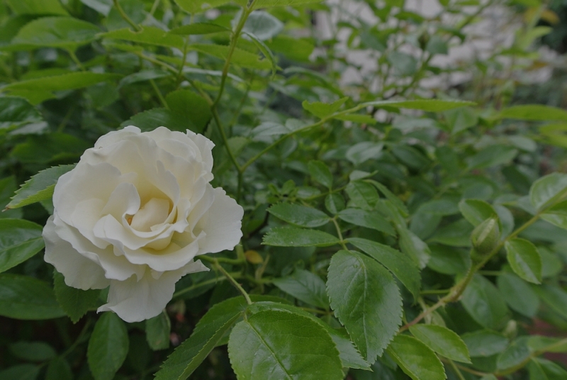 2017.05.24-2.jpg
