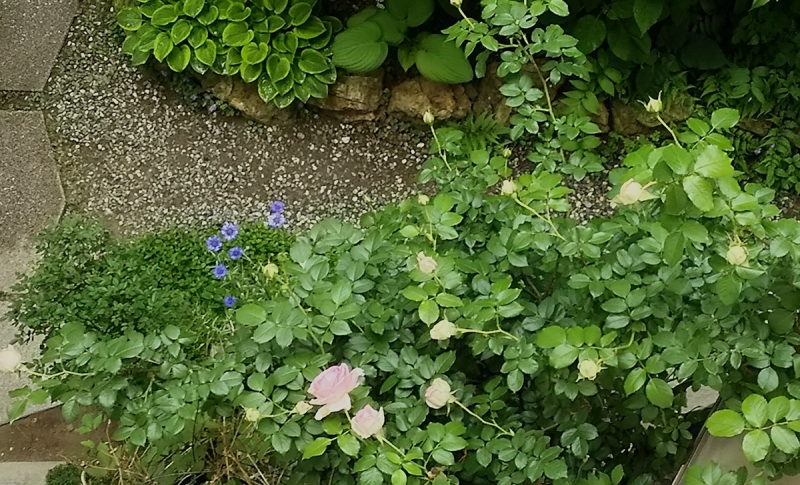 2017.05.24-5.jpg