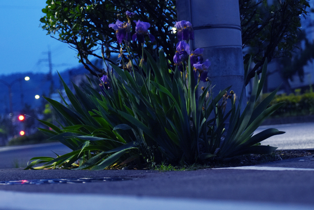 Good Morning, Guerrilla Gardening