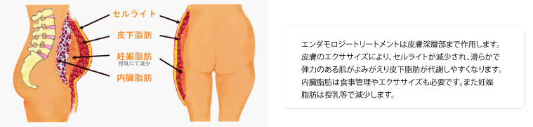 セルライトの働き