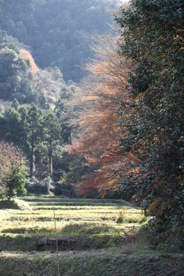 photos/桃茶爺