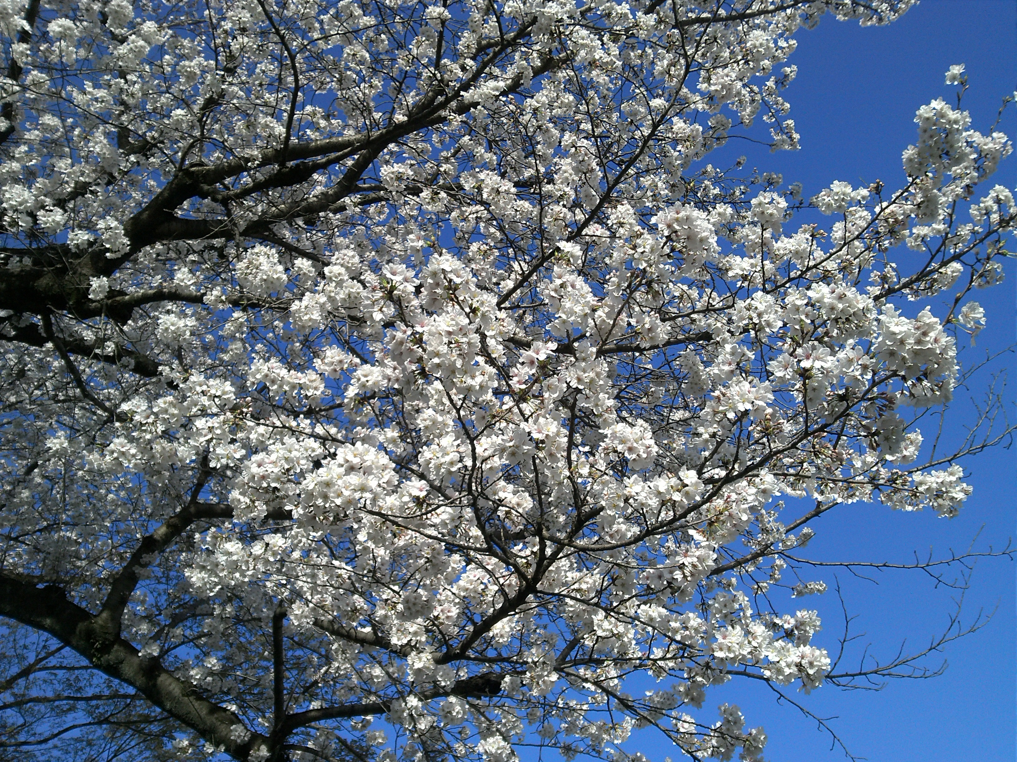 IMG00290.jpg