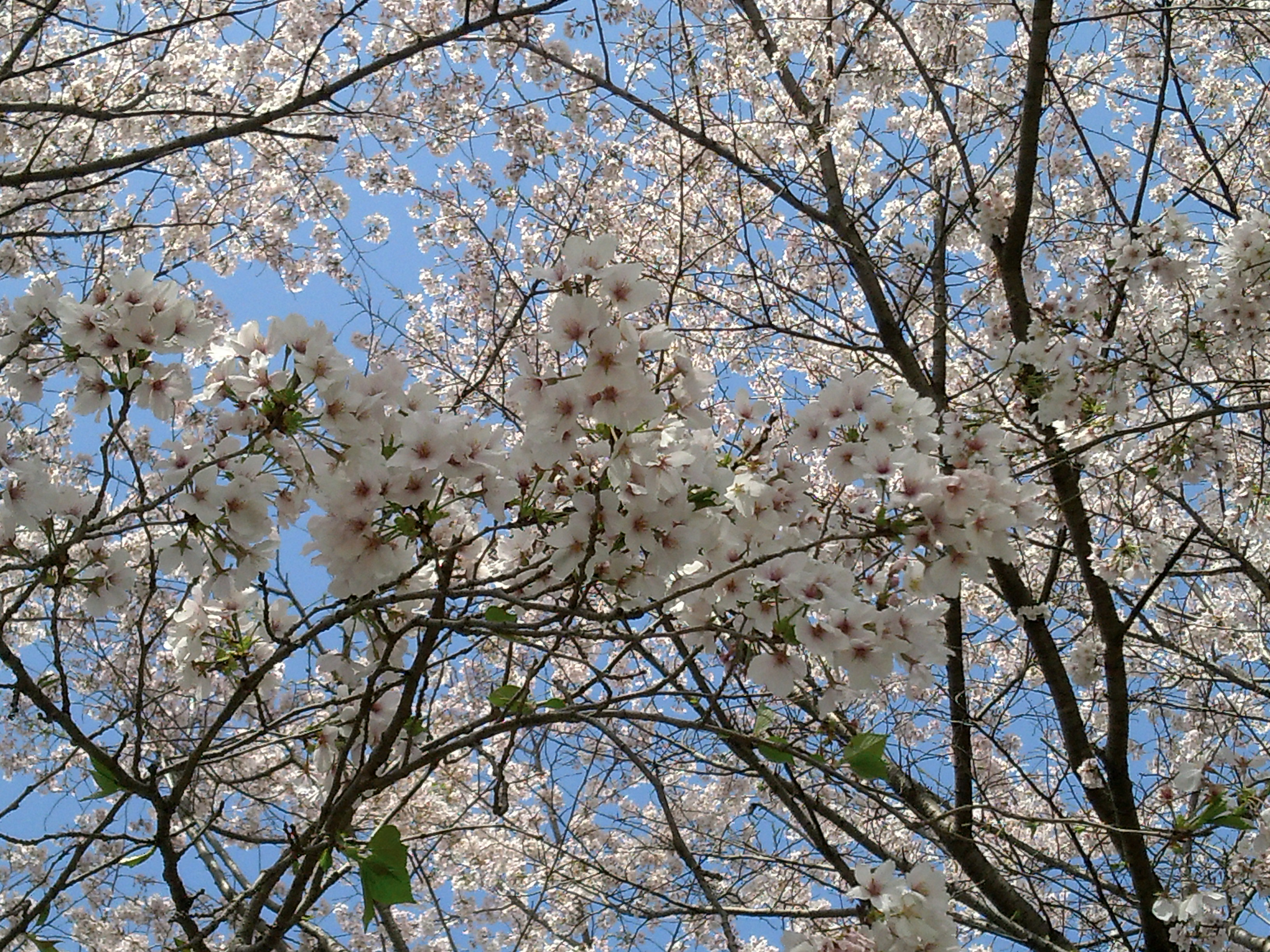 IMG00298.jpg
