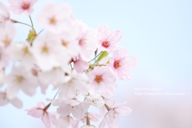 0P8A4103.JPG