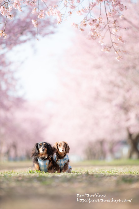 0P8A6170.jpg