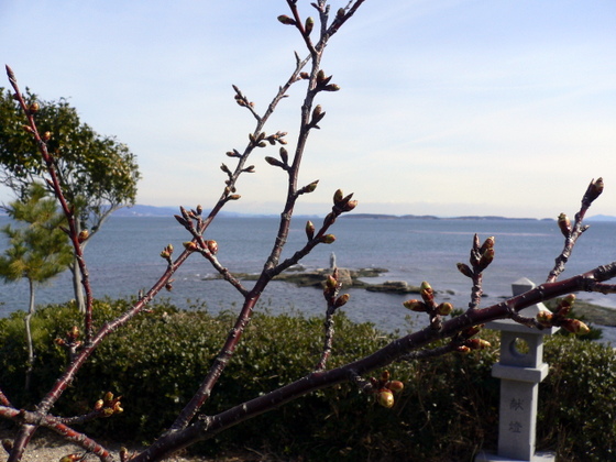河津桜