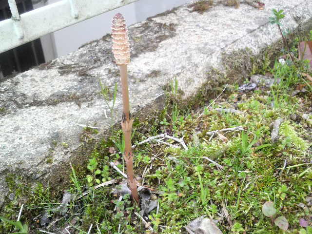 土筆