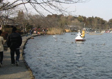 千波湖くま.jpg