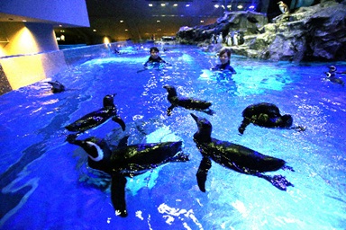 すみだ水族館.jpg
