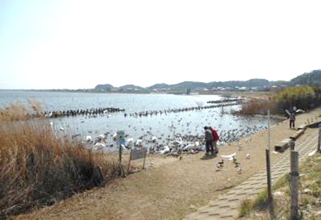白鳥の里5.jpg