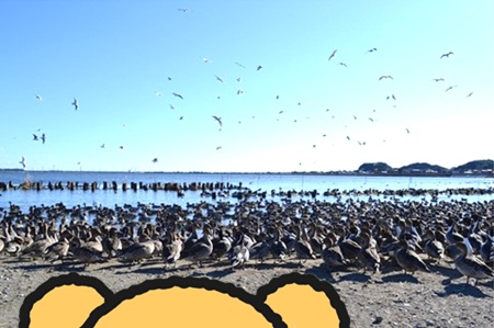 白鳥の里6.jpg