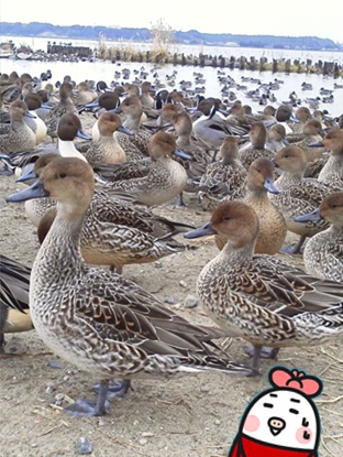 白鳥の里9.jpg