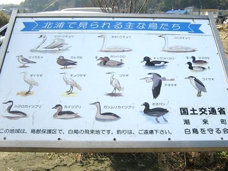 白鳥の里10.jpg