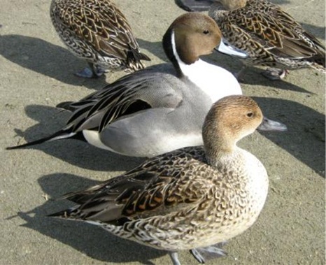 白鳥の里11.jpg