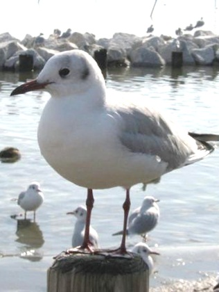 白鳥の里12.jpg