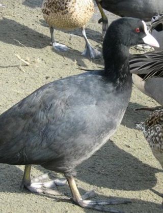 白鳥の里13.jpg