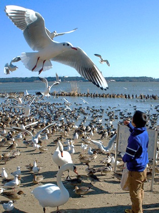 白鳥の里14.jpg