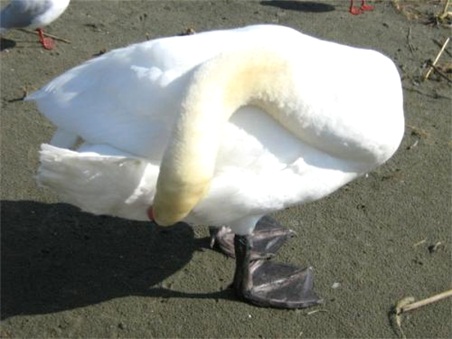 白鳥の里15.jpg