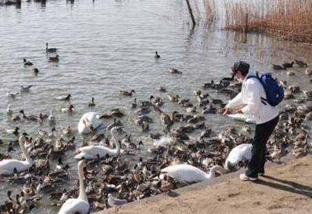 白鳥の里16.jpg