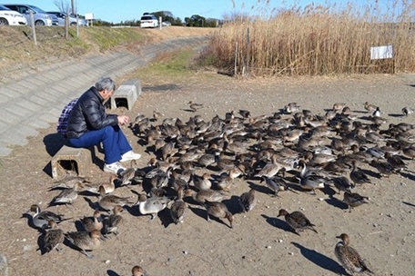 白鳥の里17.jpg