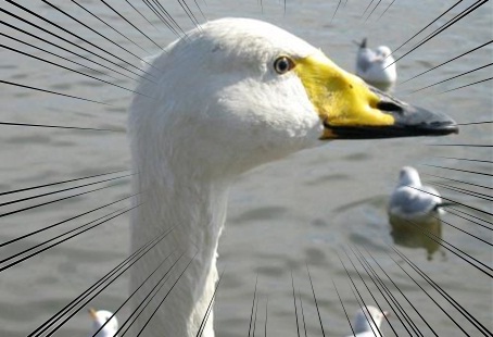 白鳥の里20.jpg